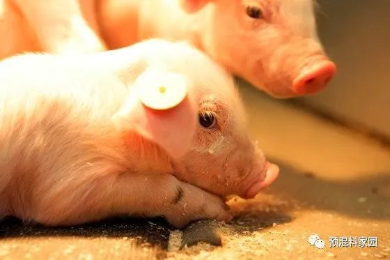 飼料粉碎工藝高效利用技術研究